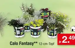 Zimmermann Calo fantasy Angebot