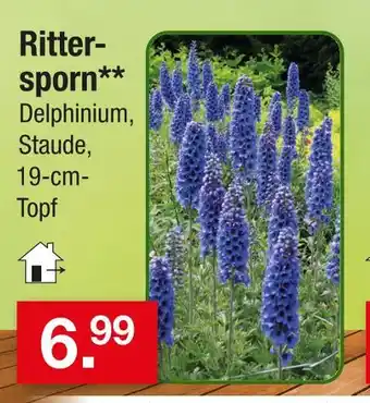 Zimmermann Rittersporn Angebot