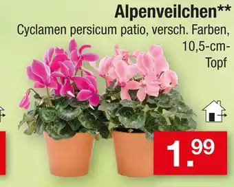 Zimmermann Alpenveilchen Angebot