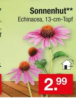 Zimmermann Sonnenhut Angebot