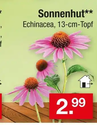 Zimmermann Sonnenhut Angebot