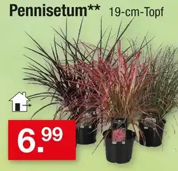 Zimmermann Pennisetum Angebot