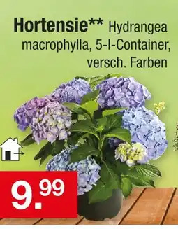 Zimmermann Hortensie Angebot