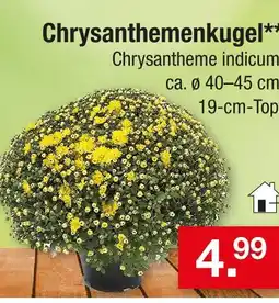Zimmermann Chrysanthemenkugel Angebot