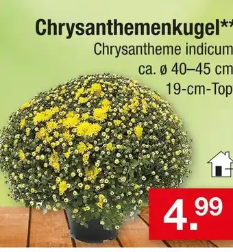Zimmermann Chrysanthemenkugel Angebot