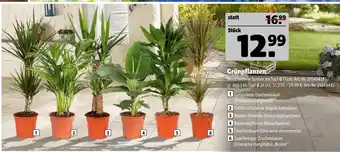 Hagebau Gerandeter drachenbaum Angebot