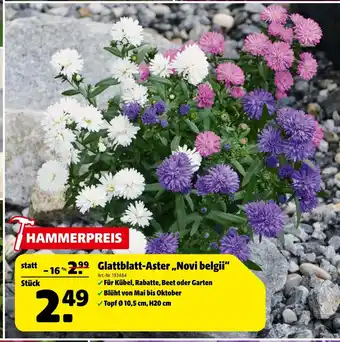 Hagebau Glattblatt-aster 'novi belgii' Angebot