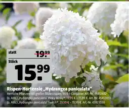 Hagebau Hydrangea paniculata Angebot