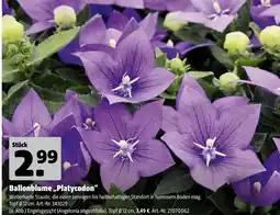 Hagebau Ballonblume 'platycodon' Angebot