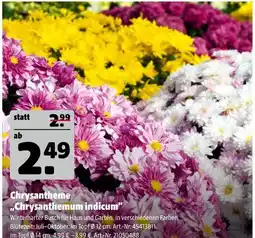 Hagebau Chrysantheme „chrysanthemum indicum“ Angebot