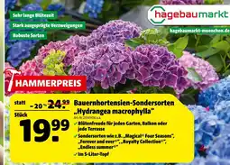 Hagebau Bauernhortensien-sondersorten hydrangea macrophylla Angebot