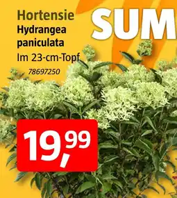 Bauhaus Hortensie Angebot