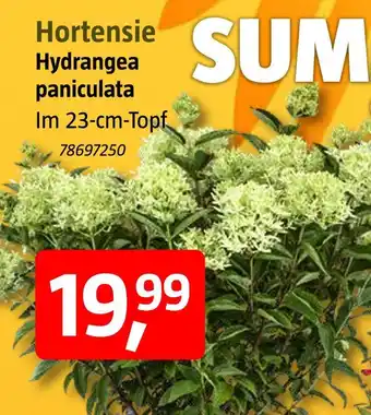 Bauhaus Hortensie Angebot