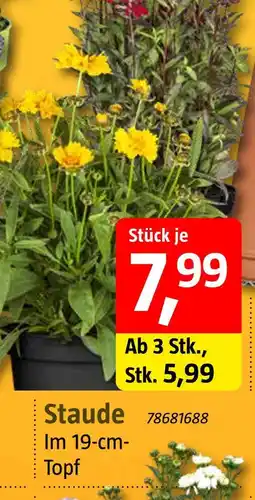 Bauhaus Staude Angebot
