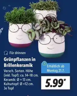 Lidl Grünpflanzen in Brillenkeramik Angebot