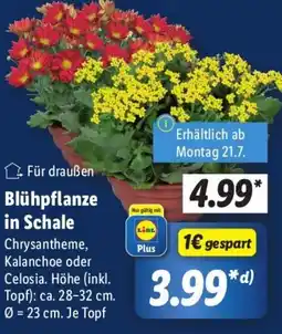 Lidl Blühpflanze in Schale Angebot