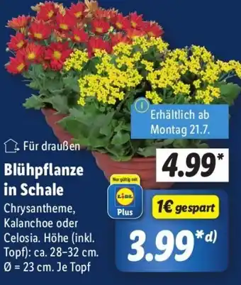 Lidl Blühpflanze in Schale Angebot