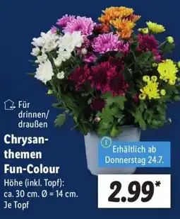 Lidl Chrysan- themen Fun-Colour Angebot