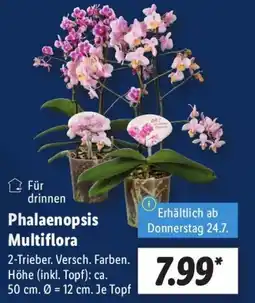 Lidl Phalaenopsis Multiflora Angebot