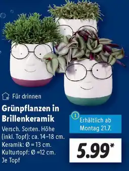Lidl Grünpflanzen in Brillenkeramik Angebot