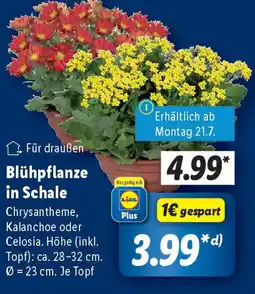 Lidl Blühpflanze in Schale Angebot