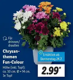Lidl Chrysan- themen Fun-Colour Angebot