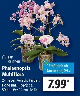 Lidl Phalaenopsis Multiflora Angebot