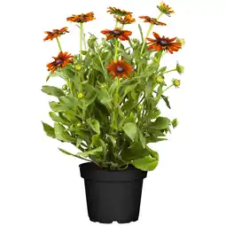 toom Baumarkt toom Sonnenhut 'Summerina' orange 23 cm Topf Angebot