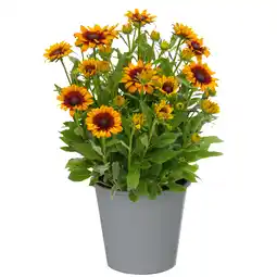 toom Baumarkt toom Sonnenhut 'Sunbeckia' 23 cm Topf Angebot