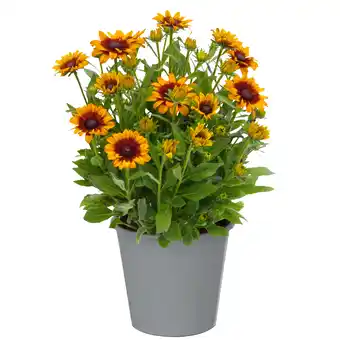 toom Baumarkt toom Sonnenhut 'Sunbeckia' 23 cm Topf Angebot