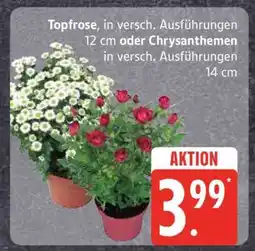 Edeka Topfrose oder Chrysanthemen Angebot