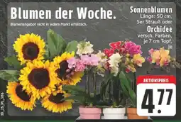 Edeka Blumen der Woche Angebot