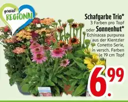 Edeka Schafgarbe Trio oder Sonnenhut Angebot