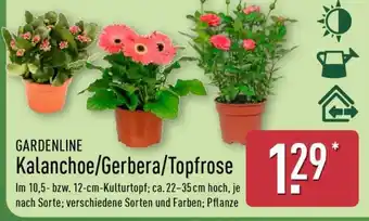 Aldi Nord Kalanchoe/Gerbera/Topfrose Angebot