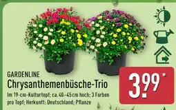 Aldi Nord Chrysanthemenbüsche-Trio Angebot