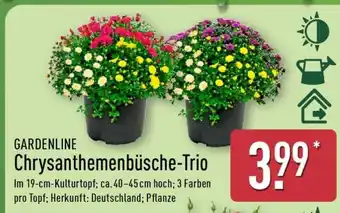 Aldi Nord Chrysanthemenbüsche-Trio Angebot