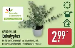 Aldi Nord GARDENLINE Eukalyptus Angebot
