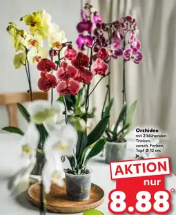 Kaufland Orchidee Angebot