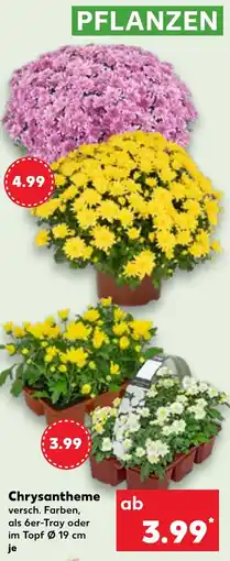 Kaufland Chrysantheme Angebot