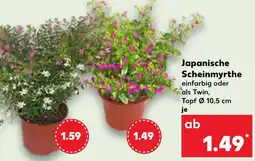 Kaufland Japanische Scheinmyrthe Angebot