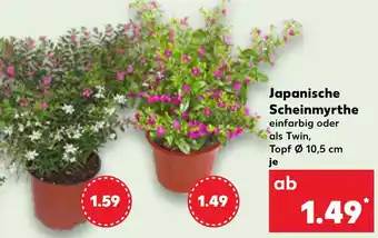Kaufland Japanische Scheinmyrthe Angebot