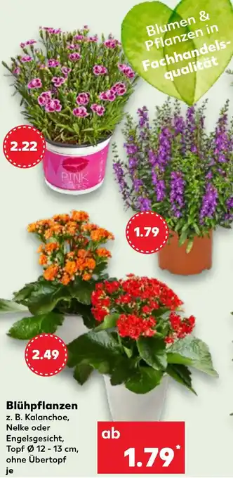 Kaufland Blühpflanzen Angebot