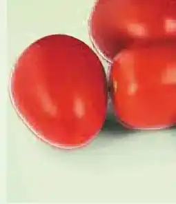 Netto Marken-Discount MarktTag Tomaten Angebot