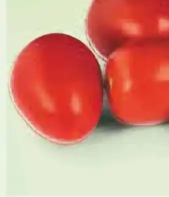 Netto Marken-Discount MarktTag Tomaten Angebot