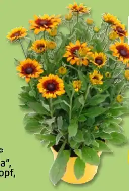 PENNY Sonnenhut Summerina Angebot