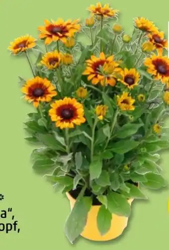 PENNY Sonnenhut Summerina Angebot