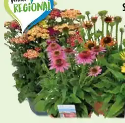Edeka Trio-Schafgarbe Angebot