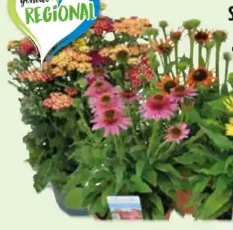 Edeka Trio-Schafgarbe Angebot