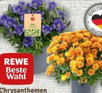 nahkauf Rewe Beste Wahl Chrysanthemen Busch Angebot