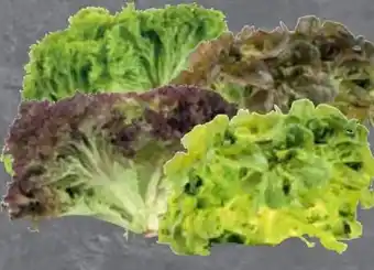 Edeka Salat Lollo Rosso Angebot
